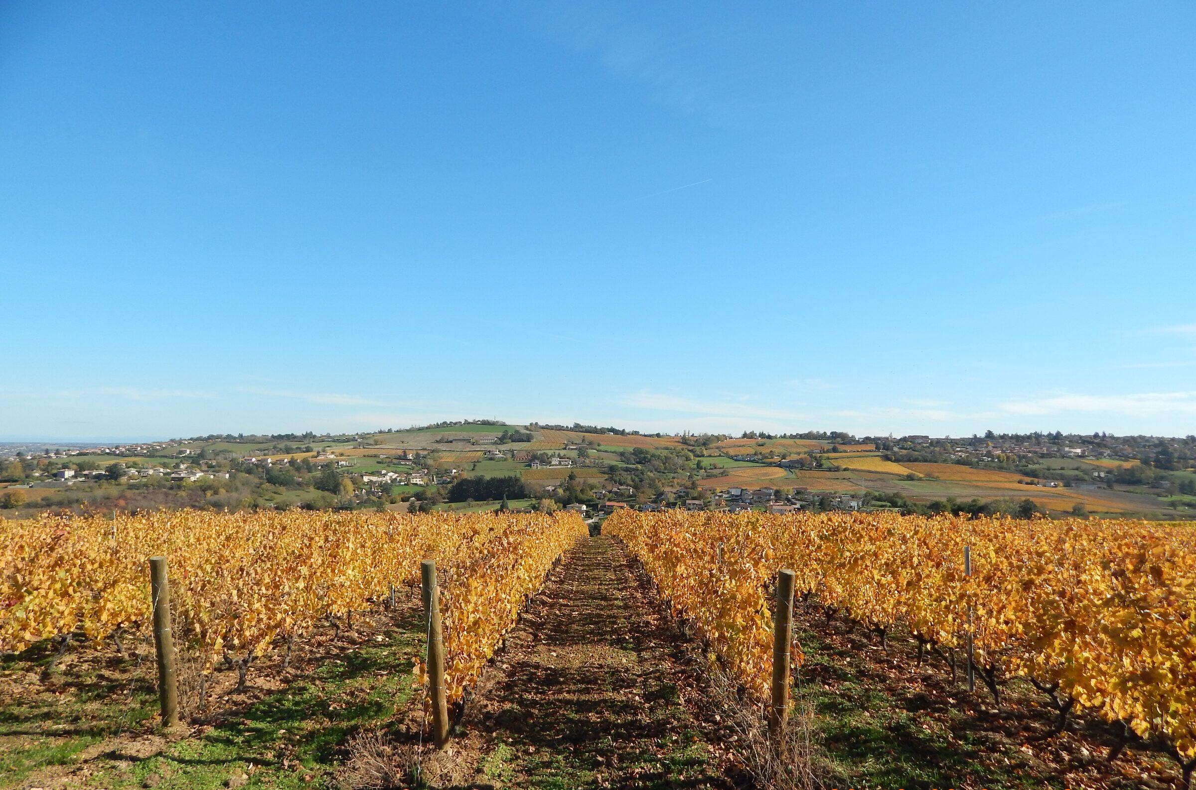 Le Domaine