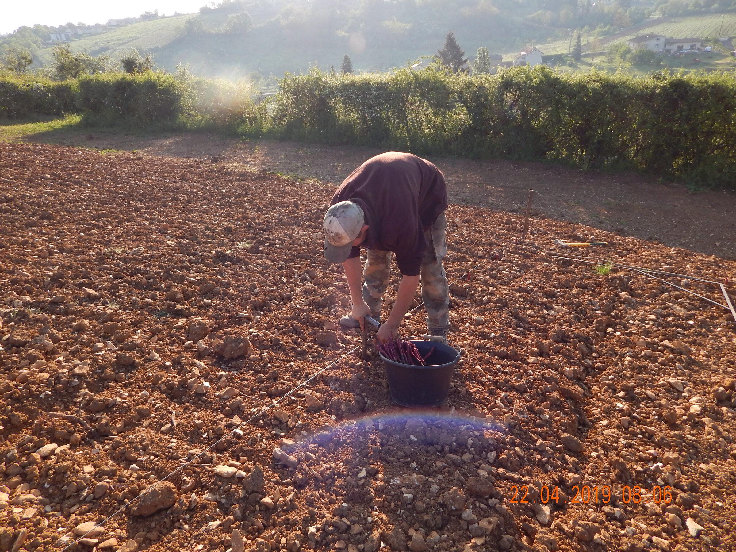 Le Vignoble