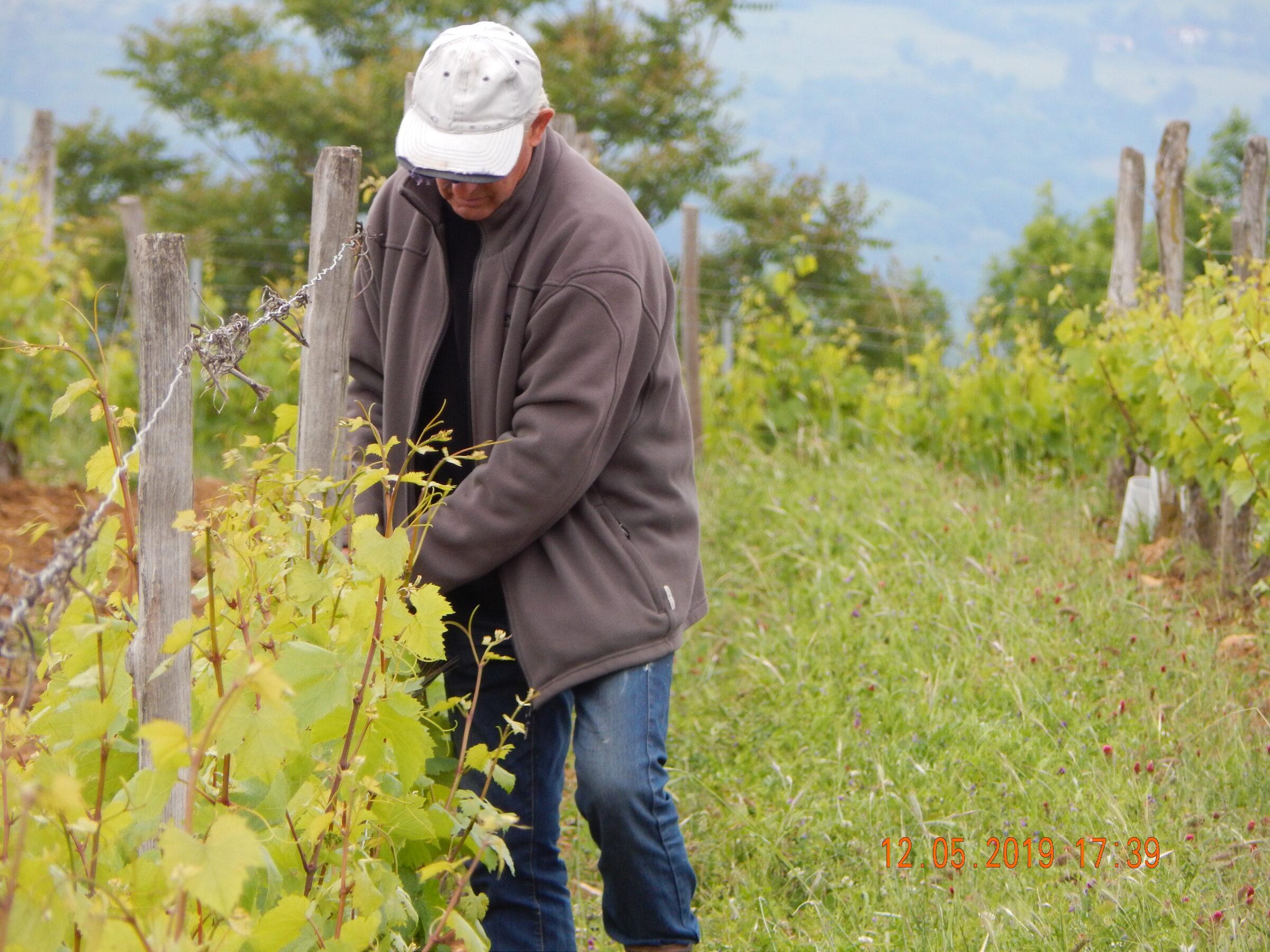 Le Vignoble