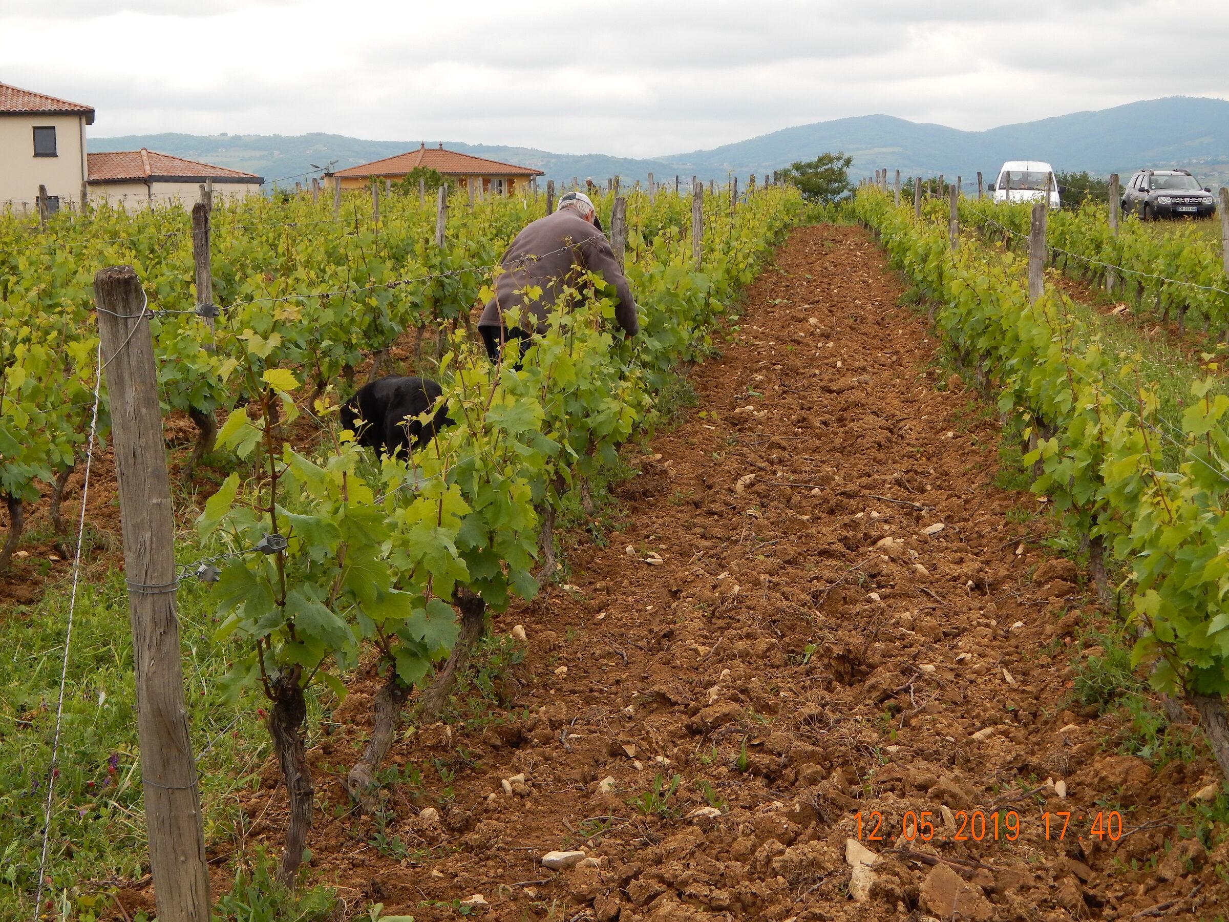 Le Vignoble