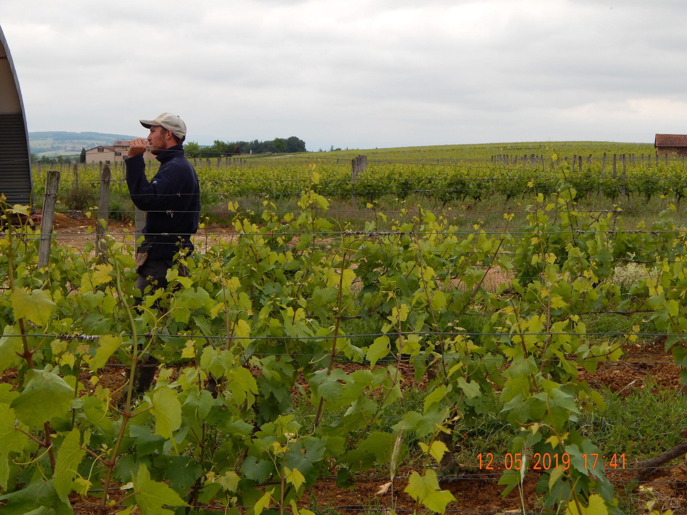Le Vignoble