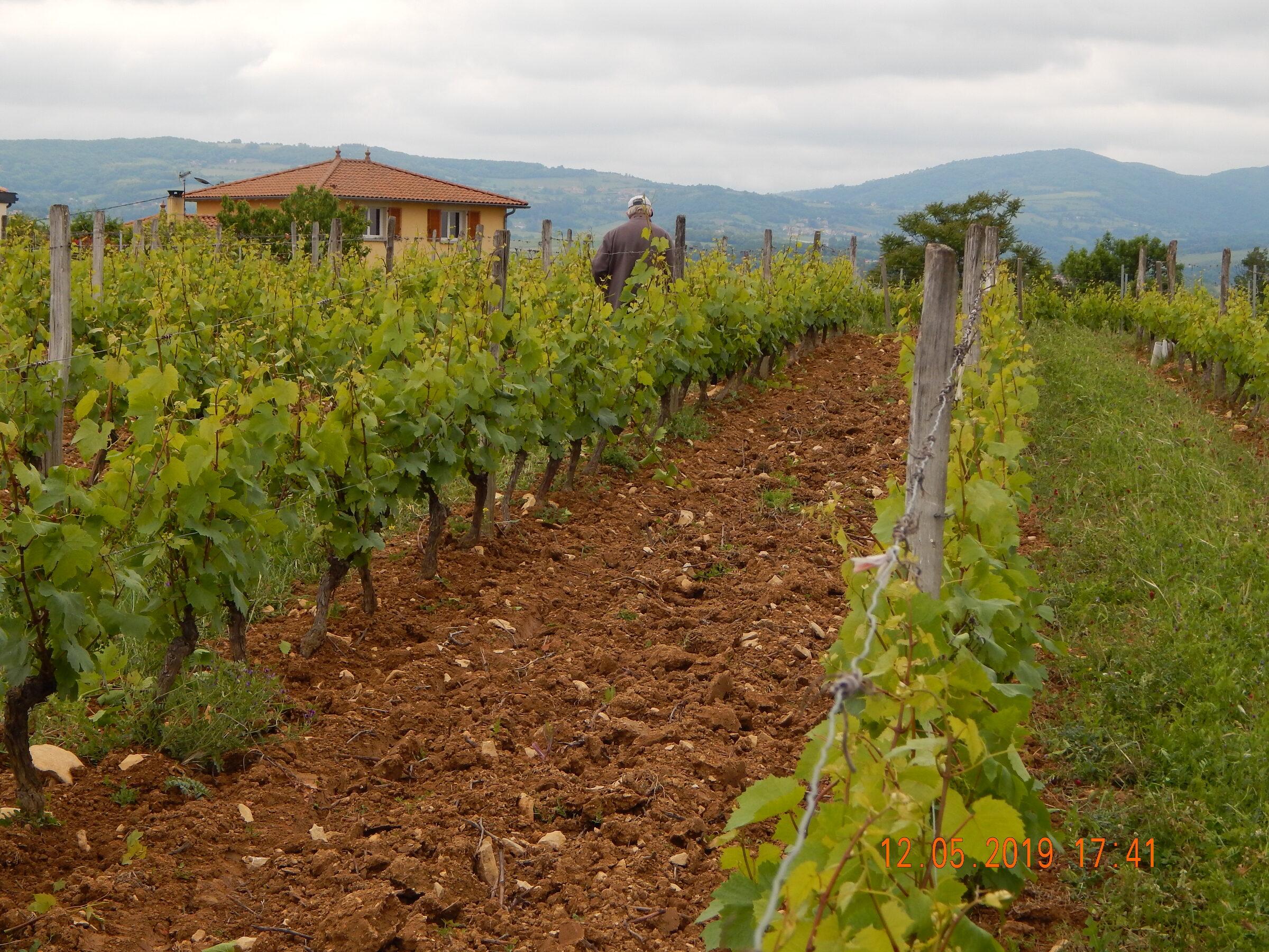 Le Vignoble