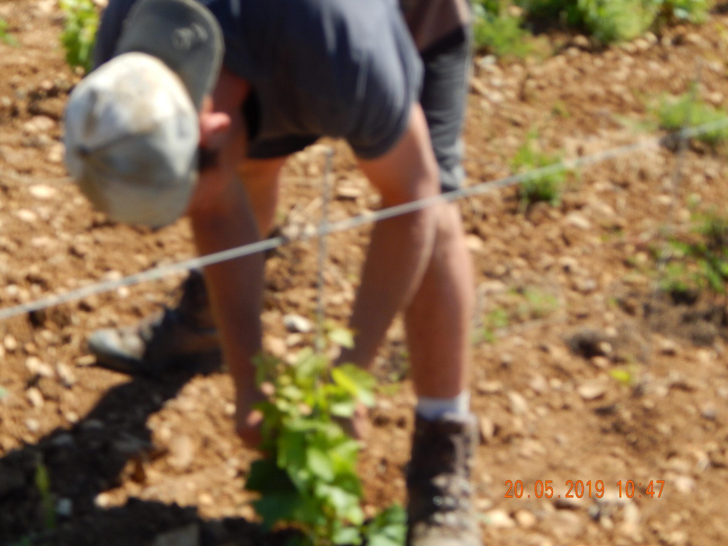 Le Vignoble