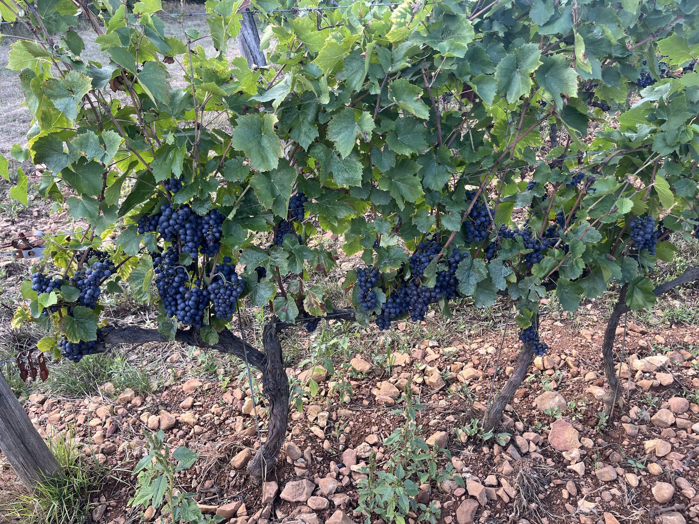 Vignoble du Domaine Berger des Vignes