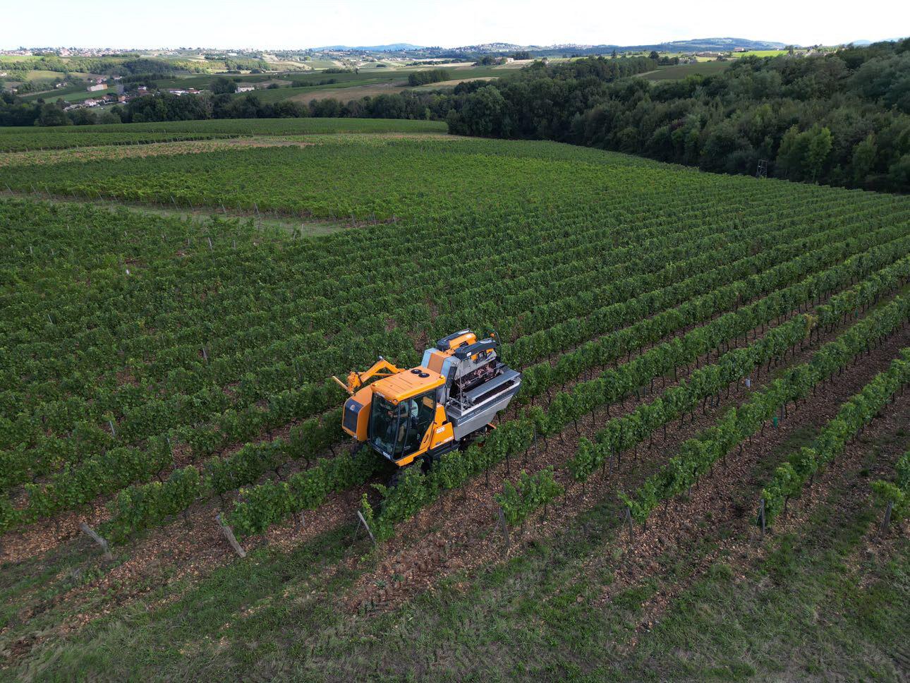 Le Vignoble
