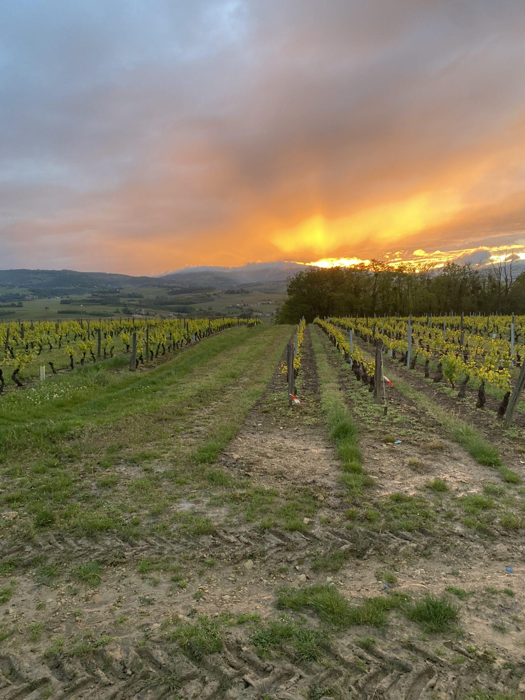 Vignes sous un ciel lumineux